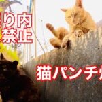 【癒し猫】猫パンチ炸裂！？他の縄張り内に侵入してしまった猫の気分を味わう動画【insta360 go2】