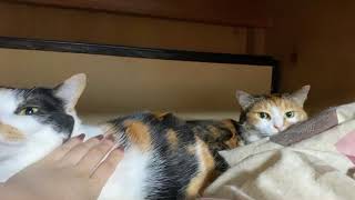 入院中の癒し動画　猫s ムニニコ