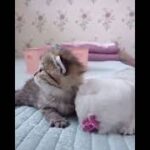 かわいい猫の動画 #猫 #面白い猫 #かわいい猫 #shorts