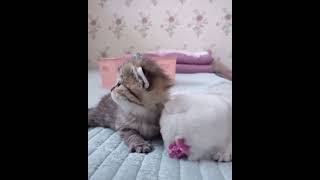 かわいい猫の動画 #猫 #面白い猫 #かわいい猫 #shorts