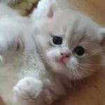 かわいい猫の動画 #猫 #面白い猫 #かわいい猫 #shorts