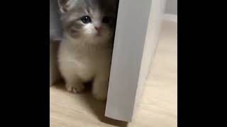 かわいい猫の動画 #猫 #面白い猫 #かわいい猫 #shorts