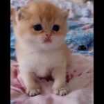 かわいい猫の動画 #猫 #面白い猫 #かわいい猫 #shorts