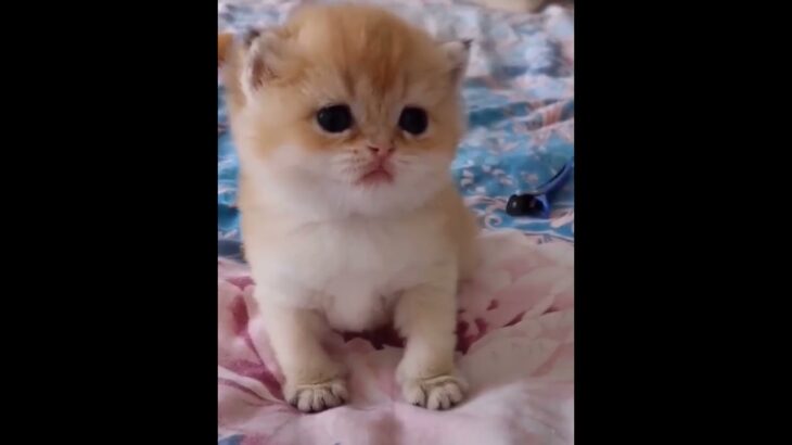 かわいい猫の動画 #猫 #面白い猫 #かわいい猫 #shorts