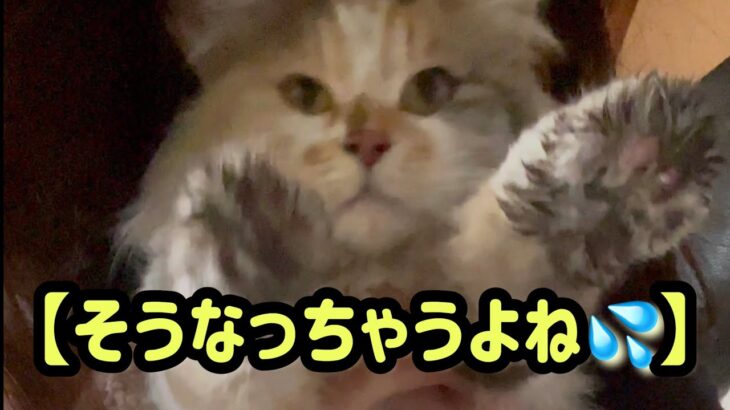 #shorts 【ハプニング🐾そうなっちゃうよね😅】【that’s happening】That would be the case 三毛猫ジェミの朝帰りからーの様子を最後まで見てね☺️