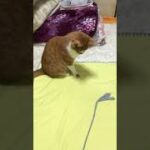 #shorts【保護猫】10才になっても元気いっぱいな猫【癒し】