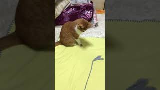 #shorts【保護猫】10才になっても元気いっぱいな猫【癒し】