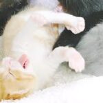【かわいい猫動画】おしっこをなめてもらう子猫たち