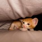 布団の奥に潜り込んで添い寝してくれる子猫が可愛い。【保護猫】