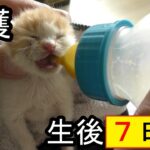 生後１週間の子猫はミルクの吸引力が半端ない！？