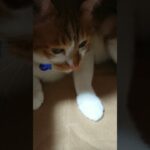 猫 癒しの砂袋