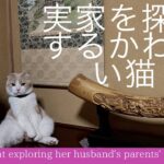 久しぶりに実家にきた愛猫のかわいいリアクションはこちら…！(#スコティッシュフォールド)