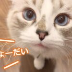 【子猫】寝起きのラグドールが可愛すぎる。