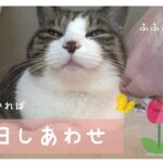 【癒し】何でもない休日 / 猫と暮らす日常 / 甘えんぼ猫
