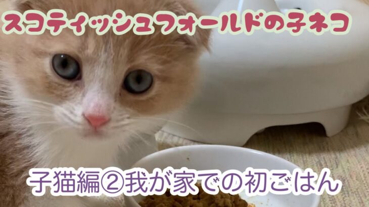 ミック子猫編②:我が家での初めてのごはん