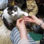 猫のお手！練習中☆彡おもしろい猫のお手