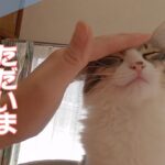 子猫のいってらっしゃいとおかえりなさい【保護猫ななこセカンド／ダックスフンド】