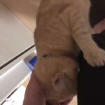 【癒しタイム】パパさんが大好きすぎる猫