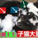 【保護親猫から産まれた保護子猫たち】天使！可愛い！