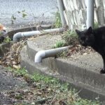 子猫がパンチで追い返した大きい黒猫が復習にやって来た！？