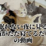 猫がただ寝てるだけの癒し動画