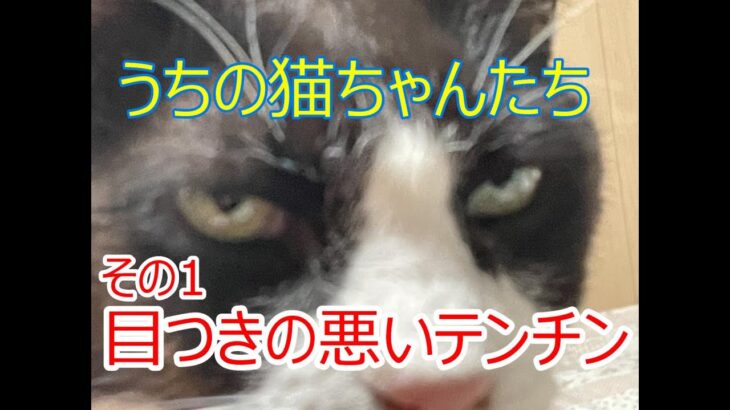 目つきが悪い猫　その名もテンチン　うちの猫たち