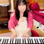 演奏収録中のあるあるハプニング  アラベスク/ブルグミュラー 【ぽてお】猫とピアノ