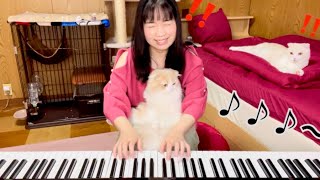 演奏収録中のあるあるハプニング  アラベスク/ブルグミュラー 【ぽてお】猫とピアノ