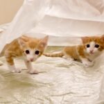 ビニール袋に潜り込んで遊ぶ２匹の子猫たち。【保護猫】