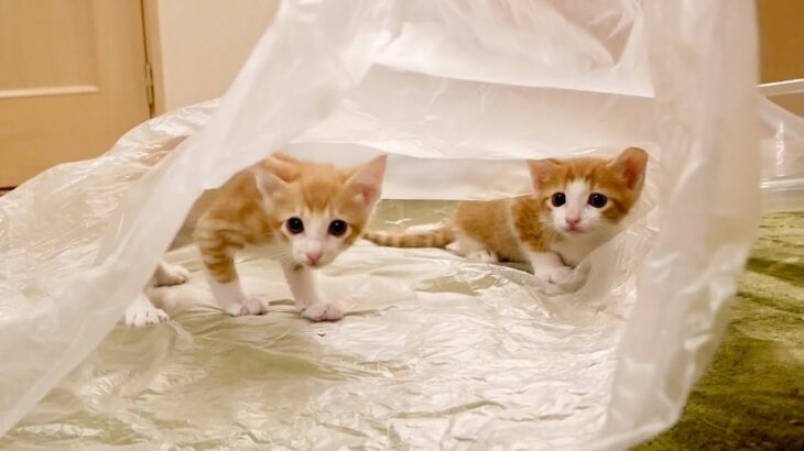 ビニール袋に潜り込んで遊ぶ２匹の子猫たち。【保護猫】