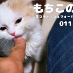 【いよいよ訓練開始】遊び盛りの子猫ちゃんはお手やハイタッチは覚えられるのか【スコティッシュフォールド】