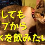 【三毛猫】どうしてもコップからお水を飲みたい猫【ひめちゃんの日常08】