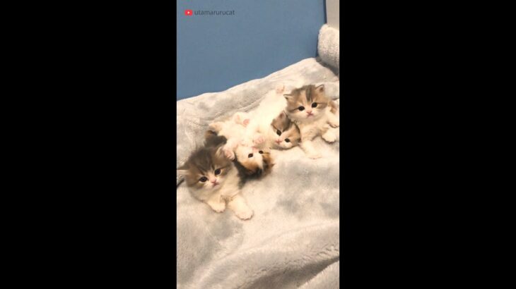 生後1ヶ月の頃の、子猫の動画 / one month old cute kittens