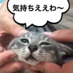 【癒し】マッサージでとろける猫2 #Shorts