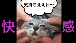 【癒し】マッサージでとろける猫2 #Shorts