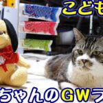 【猫ライブ配信】ゴールデンウィークナイトはリキちゃんライブ☆猫のナイトルーティン（おやつタイム・ねんねタイム）☆癒しの時間をお届け♪2021.5.3