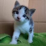 子猫を愛でる日々【かぐづちとしゃか】【生後30日】