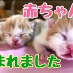 【可愛い猫　マンチカン】子猫：ポンカンベビー、赤ちゃん5匹産まれました（ポンカンママ出産しました）みんな健康に育ってね🍀。  🐈まんちの子猫ちゃんねる🐈