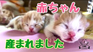 【可愛い猫　マンチカン】子猫：ポンカンベビー、赤ちゃん5匹産まれました（ポンカンママ出産しました）みんな健康に育ってね🍀。  🐈まんちの子猫ちゃんねる🐈