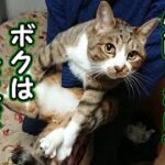 かわいい子猫が突然お家にやってきた－その時、先住猫達は・・・のガブの近況報告5