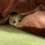 【癒し】こたつでかくれんぼする猫　A cat playing hide-and-seek with a kotatsu