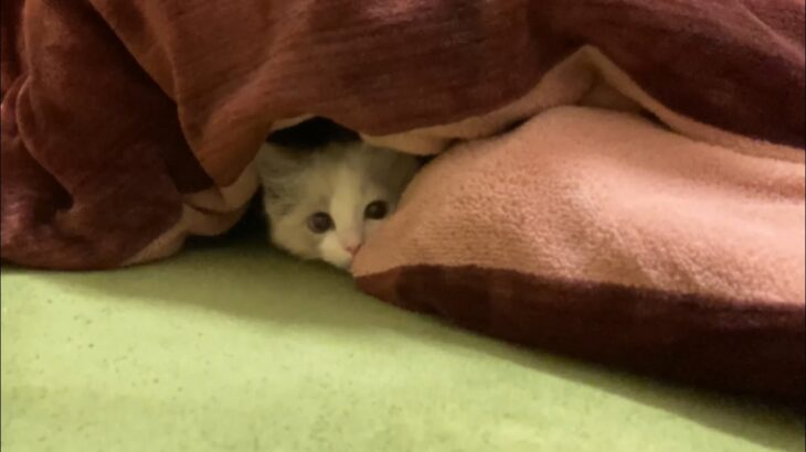 癒し】こたつでかくれんぼする猫 A cat playing hide-and-seek with a 