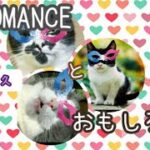 CHROMANCE と おもしろ猫(30分耐久)