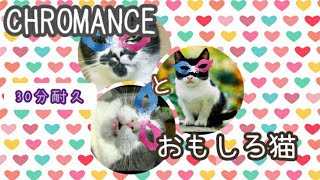 CHROMANCE と おもしろ猫(30分耐久)