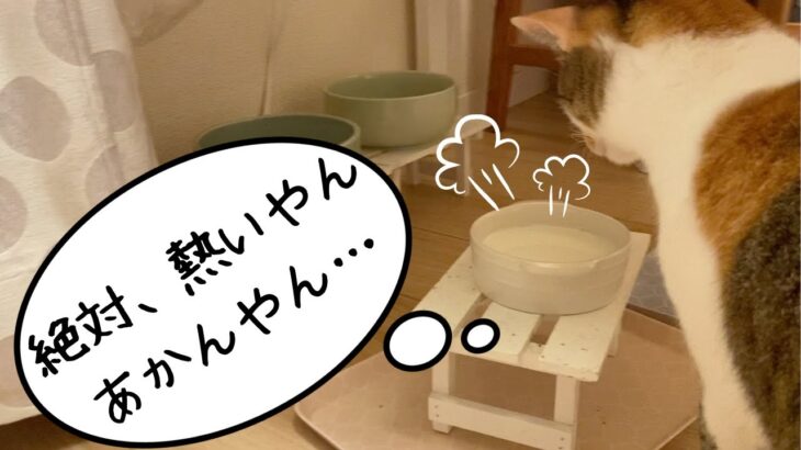 相当な猫舌の猫　Can’t drink it!