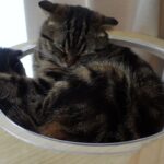 File：68 ひたすらカプセルの中で眠る癒しのモフモフ猫動画　Healing cat video sleeping in a capsule캡슐에서 잠 치유 모후모후 고양이 동영상