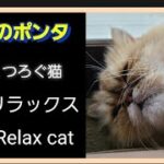 可愛い猫。猫のポンタ。くつろいでリラックスしてる。Relax cat。の姿がこちらです。ポンタは何月何日生まれ？答えは次回の動画で。