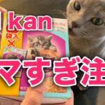 初のカルカンお魚ミックスを夢中で食べる猫がこちらです【ロシアンブルー】Russian blue cat eating Kal Kan