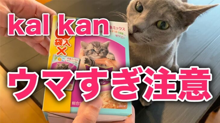 初のカルカンお魚ミックスを夢中で食べる猫がこちらです【ロシアンブルー】Russian blue cat eating Kal Kan