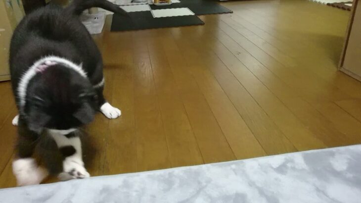 【#Shorts】ひとり遊び  #猫​ #ねこ​ #癒し